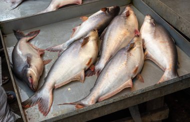 Pangas yayın balığı (Pangasius pangasius), ayrıca Yellowtail yayın balığı, panga balığı, basa balığı ve tatlı su yayın balığı olarak da bilinir..