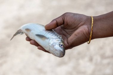 Geçmişi bulanık bir kadının elinde taze, çiğ bir sazan balığının yakın çekimi. Bilimsel adı Cirrhinus sirozu. Beyaz sazan olarak da bilinen bu balık, ışın yüzgeci balığının bir türüdür..