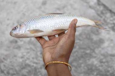 Bir kadının eli bulanık bir arka planda taze, çiğ bir sazan balığı tutar. Bilimsel adı Cirrhinus sirozu. Beyaz sazan olarak da bilinen bu balık, ışın yüzgeci balığının bir türüdür..