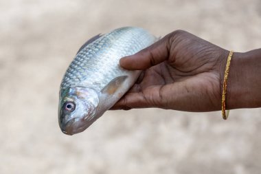 Yumuşak, bulanık bir arka planı olan bir kadının elinde taze çiğ sazan balığı. Bilimsel adı Cirrhinus sirozu. Beyaz sazan olarak da bilinen bu balık, ışın yüzgeci balığının bir türüdür..