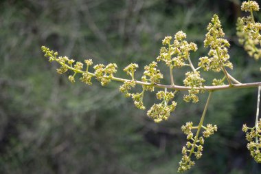 Dal üzerinde mango çiçeklerinin yakın çekimi. Bahçedeki mango ağacı bulanık doğal bir arka plana karşı çiçek demetleriyle doludur..
