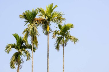 Betel fındık ağaçları, gökyüzüne karşı, bilimsel olarak Areca catechu olarak bilinir. Meyvelerine fındık denir ve sıklıkla misket limonu ve betel yaprakları gibi diğer malzemelerle çiğnenir..
