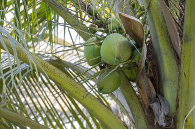 Hindistan cevizi ağacında yeşil hindistan cevizi meyveleri. Yeşil yaprakların arasında ağaçtan sarkan taze hindistan cevizleri..