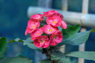 Güzel kırmızı dikenli taç (Euphorbia milii), aynı zamanda İsa bitkisi ya da İsa dikeni olarak da bilinir..