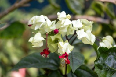 Güzel, çiçek açan Kanayan Kalpler sarmaşığı (Clerodendrum thomsoniae) bir bahçede çiçek ve tomurcuklar. Aynı zamanda kanayan zafer çardağı, tropikal kanayan kalp, zafer çardağı ve gagalı çiçek olarak da bilinir..