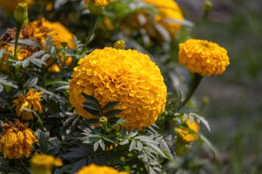 Güzel çiçekli kadife çiçekleri bu doğa bahçesini güzelleştirir. Bilimsel adları Tagetes erecta ve Meksika kadife çiçeği, Aztek kadife çiçeği ya da Afrika kadife çiçeği olarak da bilinirler..