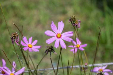 Bahçede güzel pembe bahçe kozmosu çiçekleri açıyor. Bilimsel adı Cosmos bipinnatus 'tur ve ayrıca 