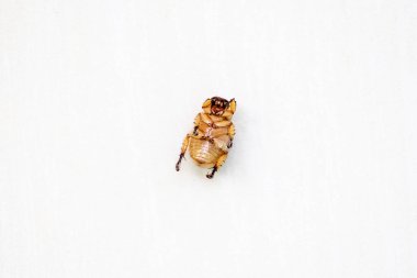 Maskeli bir chafer veya maskeli böcek (Cyclocephala lunulata), alt veya üst görünüm konumunda sunulan beyaz bir arkaplan üzerinde izole edilmiştir..