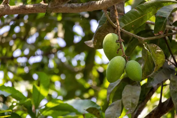 Dal üzerinde canlı yeşil mangolar (Mangifera indica). Sağlıklı, lezzetli, vitamin zengini tropik meyveler. Genç mangolar olgunlaşıyor, doğal büyüme gösteriyor..