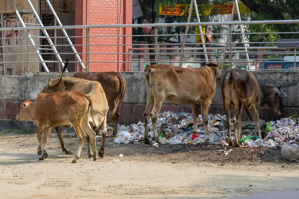 İnekler Bangladeş 'te yol kenarındaki açık çöp yığınlarında yiyecek arıyorlar, çevresel kirliliği vurguluyorlar. İnsanların hayvanlar ve çevre üzerindeki etkisi.