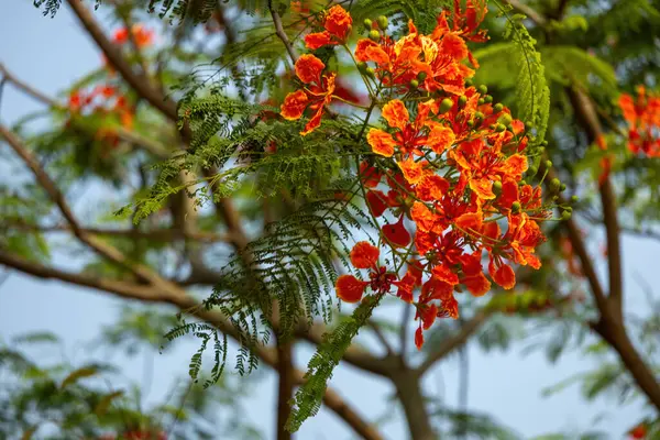 Çiçekleri ve tomurcukları olan Royal Poinciana (Delonix regia) dalı. Alev Ağacı, Krishnachura, Gulmohar olarak da bilinir..