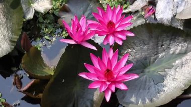 Pembe nilüferler (Nymphaea ergenleri) güneşli gölette çiçek açarlar. Çiçeklerin çiçeklerinin yankısı..