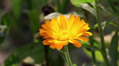Yakın plan Ot Marigold (Calendula officinalis) çiçeği, güneşli bahçede hafifçe sallanıyor. Mary 's Gold, Common Marigold, Scotch Marigold olarak da bilinir..