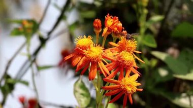 Bal arısı tozlaştıran Meksika alevli sarmaşığı (Orange Glow Vine) çiçeği. Pseudogynoxys chenopodioides çiçek açıyor. Bahçe, doğa, böcek, polen, yakın plan.
