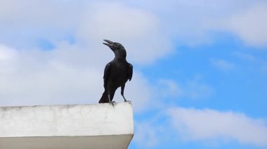 Çatı duvarındaki karga, mavi gökyüzüne karşı çevreyi inceliyor. Bu akıllı kuş, bir Corvus, dünyanın en zeki hayvanları arasındadır..