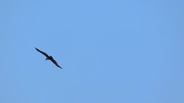Brahminy Uçurtması (Haliastur sanayisi) mavi gökyüzünde kırmızı-kahverengi kanatlarla daireler çizerek süzülür. Ayrıca Rufous Eagle, Red-Back Kite, Chestnut-white Kite olarak da bilinir. Yırtıcı kuş alçaktan uçuyor..