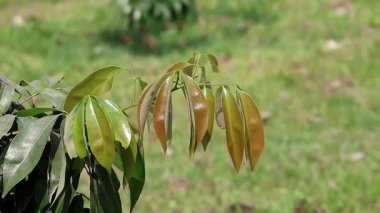 Genç liçi meyvesi yaprakları, yakın plan. Bahçe teması.