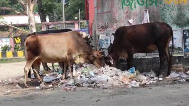 İnekler Bangladeş 'teki bir parkın yakınındaki açık çöplerde otlayarak, çevre kirliliği ve insan etkisinin altını çiziyor.