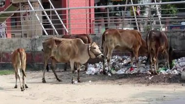 İnekler Bangladeş 'teki bir parkın yakınındaki çöplükte otluyor. Çevresel kirliliğin ve insanların hayvanlar üzerindeki etkisinin katı bir görüntüsü.