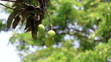 Ağaç dalında yeşil mango. Sağlıklı tropik meyve. Genç Mangifera Indica doğal olarak olgunlaşıyor. Lezzetli, vitamin zengini, taze organik ürünler. Doğa arkaplanı.