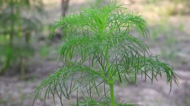 Arka planda bulanık ağaç bitkisi. Taze Anethum Graveolens 'in HD videosunu kapat.