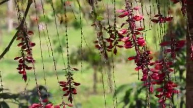 Kırmızı saat sarmaşığı çiçekleri rüzgarda sallanıyor. Bahçede çiçek açan güzel Thubergia Coccinea. Canlı çiçek açan doğa arka planı.