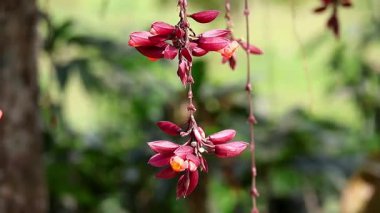 Bahçede asılı kırmızı saat asması çiçekleri. Güzel Thunbergia kakusinesi rüzgarda hafifçe sallanır yumuşak doğa arka planıyla. Canlı çiçek zarafeti..