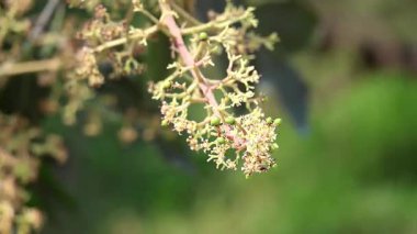 Çiçekleri ve küçük yeşil mangoları olan mango ağacı dalı. Bir bahçeye yakın çekim.