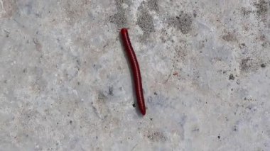 Beton çatıda kırmızı kırkayak (Diplopoda), dokunulduğunda savunmaya geçer. Bin bacaklı olarak da bilinir..