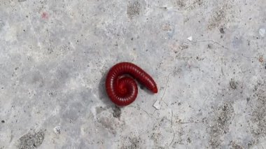 Kırmızı Kırkayak (Diplopoda) açılıp betonun üzerinde yürüyor. Yakından, tepeden tırnağa binlerce bacaklının görüntüsü.