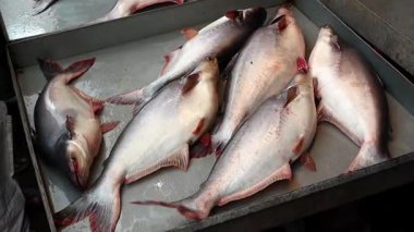Taze Pangas yayın balığı (Pangasius pangasius) Bangladeş 'teki yerel bir balık pazarında satılmaktadır. Sarıkuyruk, baza ya da tatlı su yayın balığı olarak da bilinir..