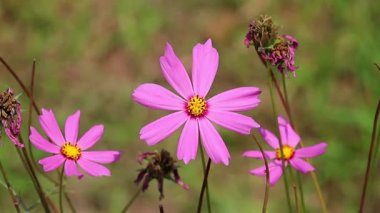 Güzel pembe Bahçe Kozmosu (Cosmos bipinnatus) çiçekleri rüzgarda sallanarak çiçek açar. Meksika paskalyası ya da Cosmea, kuru çiçekler görünür, canlı bir bahçede.