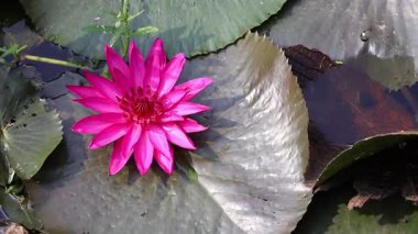 Güneşli gölette açan zarif pembe nilüferler (Nymphaea ergenleri). Sakin doğa güzelliği. Çekim.