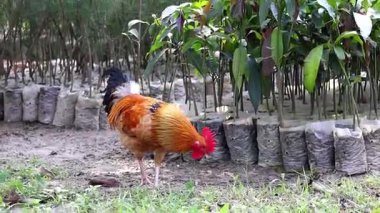 Renkli tüylü horoz köyün arka bahçesinde özgürce yürüyor. Arkadaki çantalarda ağaç fideleri görünüyor. Bangladeş kırsalında yaygın horoz çiftçiliği.