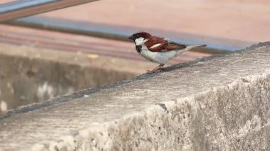 Serçe, sabah güneşi altında, dış duvarın üzerinde uçup gidiyor. Yavaş çekim HD.
