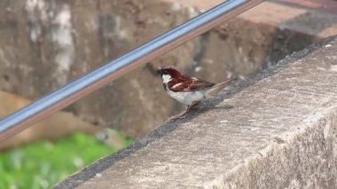Serçe kuş, sabah güneş ışığında dış duvara tüneyerek çevreyi gözlemledi. Passer domesticus.