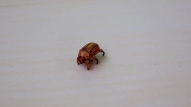 Maskeli Chafer böceği, Cyclocephala lunulata, yavaşça hareket ediyor..