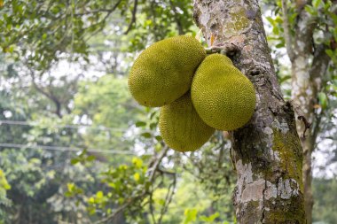 Ağaçta üç olgun meyve. Sağlıklı tropik meyve (Artocarpus heterophyllus) açık havada asılı duruyor.