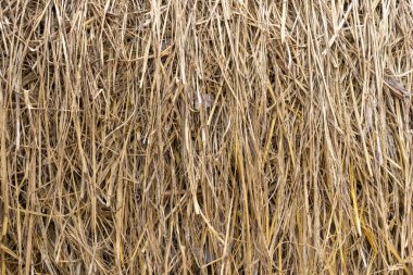 Tarımsal bir arkaplan için ayrıntılı sarı pirinç saman dokusu.
