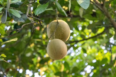 Pomelo (Citrus maxima) yumuşak doğa bokeh ile bir dal üzerinde asılı meyveler. Büyük, sağlıklı turunçgiller, ayrıca Jambura olarak da bilinir..