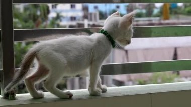 Evin balkon duvarındaki sevimli beyaz kedi yavrusu dışarıda yürüyor ve bakıyor. Çevresini keşfeden sevimli kedi ev ortamında doğal merak ve şakacı davranışlar sergiliyor..