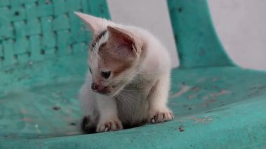 Sandalyeye oturup etrafa bakıp miyavlayan sevimli beyaz kedi yavrusu. Neşeli ev kedisi.
