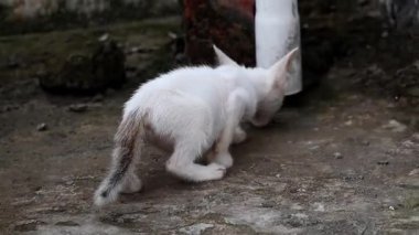 Sevimli küçük beyaz kedi çatının betonunu kokluyor ve yalıyor, bir şeyler yiyor. Dışarıdaki sevimli tüylü kedi yavrusu..