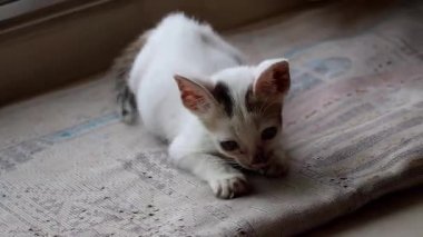 Sevimli küçük beyaz kedi yavrusu oturuyor ve merakla ileriye bakıyor, nazikçe hareket ediyor. Şirin ev kedisi, yakından, eğlenceli merakla dolu..