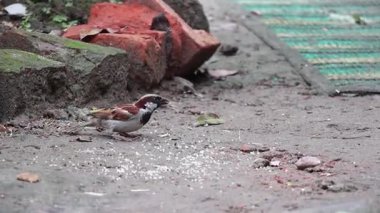 Bir ev serçesi (Passer domesticus) Bangladeş kırsalındaki bir köy evinin bahçesinde dağınık pirinç taneleri yer. Doğal ortamdaki vahşi kuş beslenme davranışları..