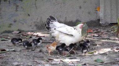Bangladeşli anne tavuk ve civciv. Toprağı eşeleyen, böcekleri arayan sevimli evcil tavuklar. Köy çiftçiliği ve piliç eğitimi.