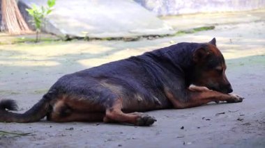 Kırsal Bangladeş 'te Kara Başıboş Köpek Bacağını Yalıyor. Sokak Köpeği Yard 'da Toprakta Dinleniyor. Köy Ortamı 'nda Köpek.