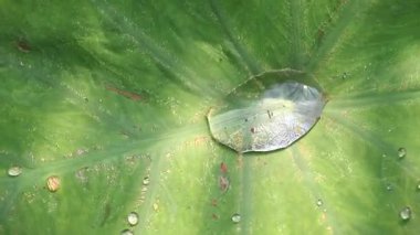 Makro su taro yaprağına düşer, rüzgarda hafifçe sallanır. Yemyeşil bitki dokusu. Sükunet, tazelik, organik güzellik, büyüme ve doğal kalıplar için yakın plan doğa arka planı.