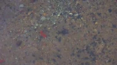 Kristal berrak su, yüzeyin altında sayısız küçük, pürüzsüz kayayı ortaya çıkaran nazik, doğal bir titreme ile parıldıyor. Doğa, rahatlama ve çevre projeleri için mükemmel. Yüksek çözünürlükte çekilmiş..