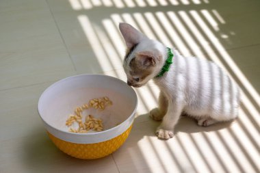 Bir evin balkonunda, yemek kasesini izleyen sevimli beyaz kedi yavrusu. Güneş ışığı bu sevimli evcil kedinin üzerine yumuşak bir gölge yapıyor..